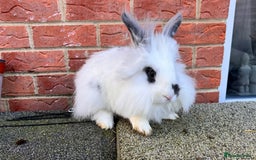 Angora rabbits for sale: Urgent 3 male rabbits for adoption  - Image 10