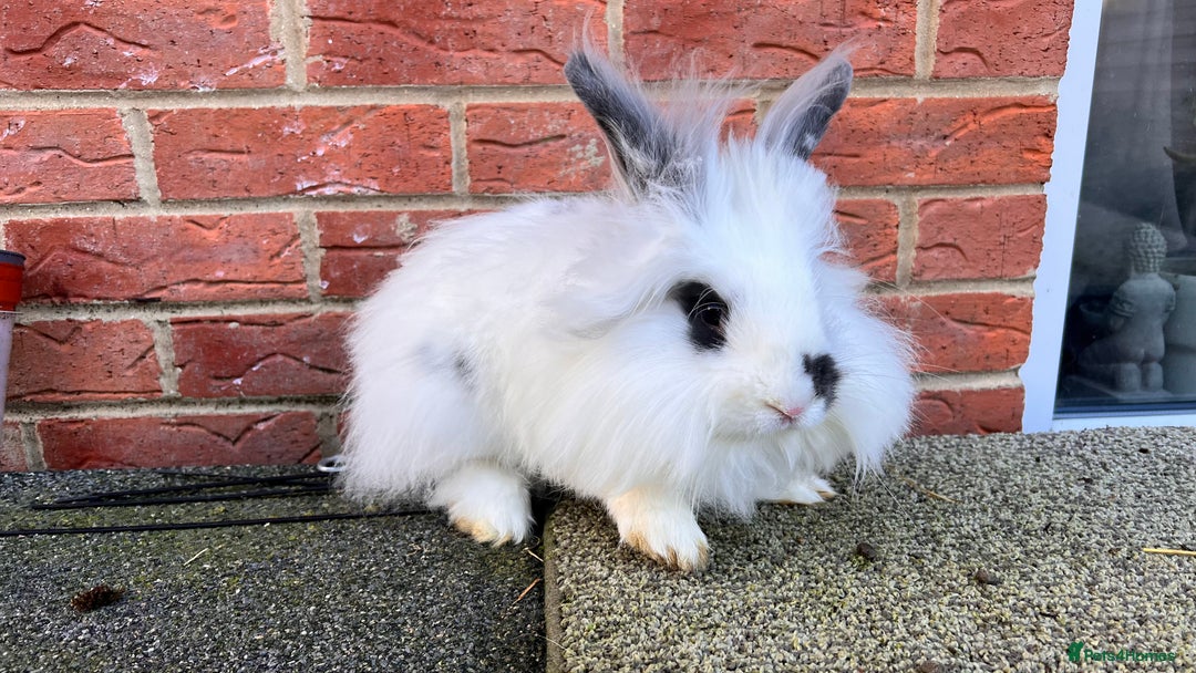 Angora rabbits for sale: Urgent 3 male rabbits for adoption  - Image 10