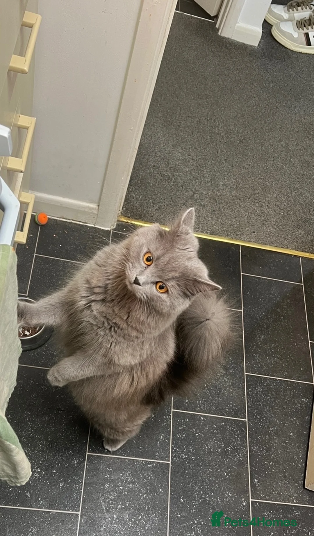 British Longhair cats for sale: British longhair - Advert 2