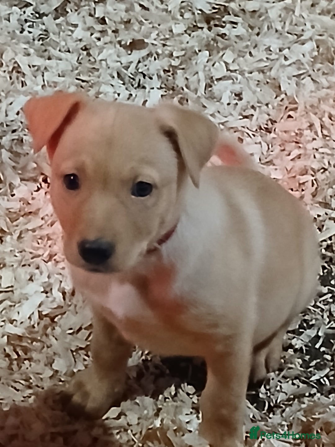 Australian Kelpie dogs for sale: Australian Kelpie  - Advert 3