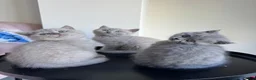 British Shorthair cats for sale: 💜 Lilac BSH Boys – Ready for Their Forever Homes in Dartford - Advert 17