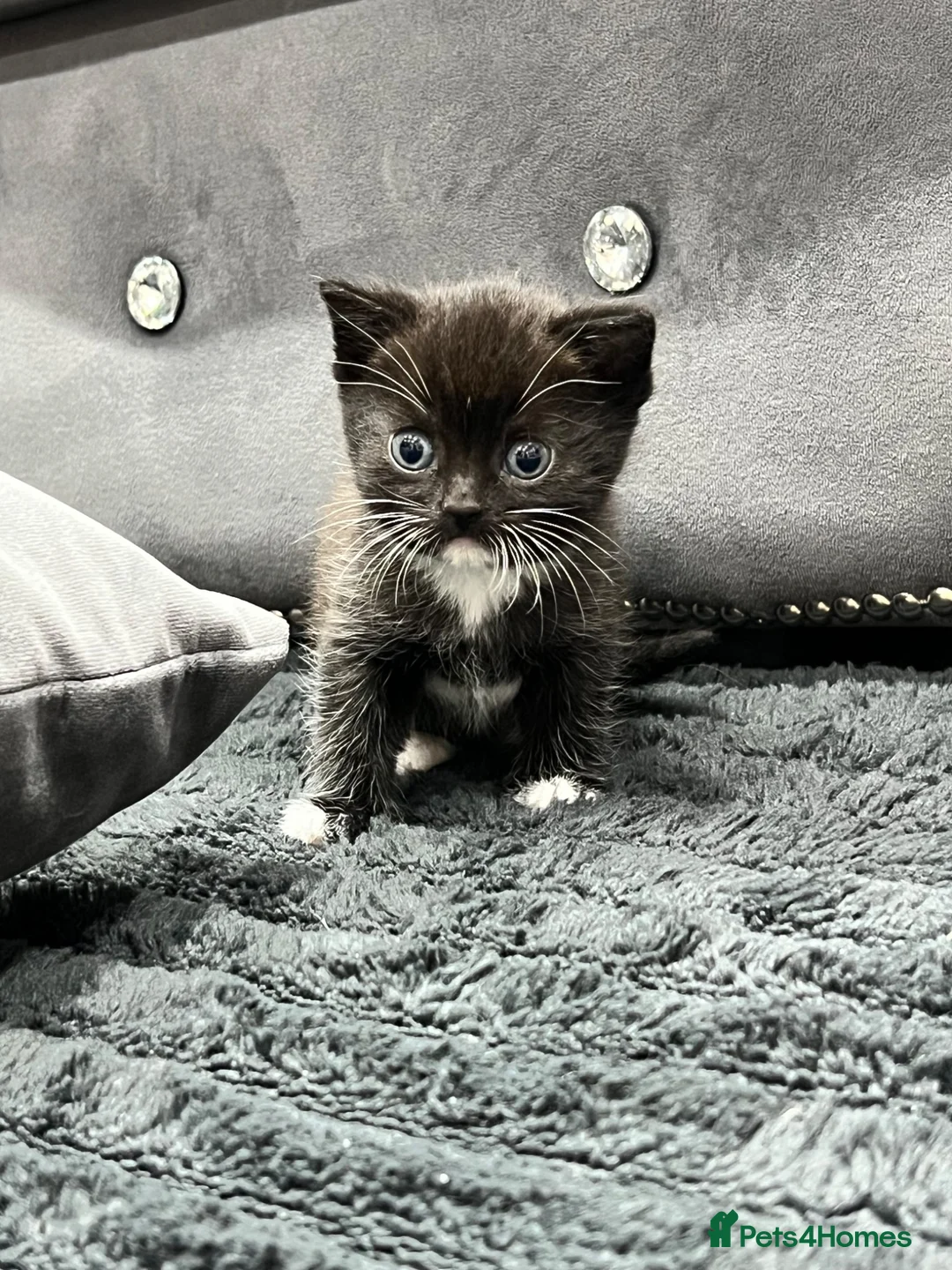 British Shorthair cats for sale: Black and White Kitten - Advert 5