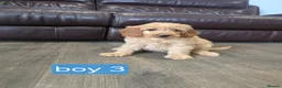 Cockapoo dogs for sale: Adorable F1 Cockapoo pups ♥️🐕🐾 in Bury Saint Edmunds - Advert 36