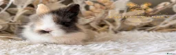 Lionhead rabbits for sale: Beautiful Fully Vaccinated Lionheads! - Advert 3