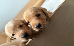 Labrador Retriever dogs for sale: Labradors for sale  - Image 7