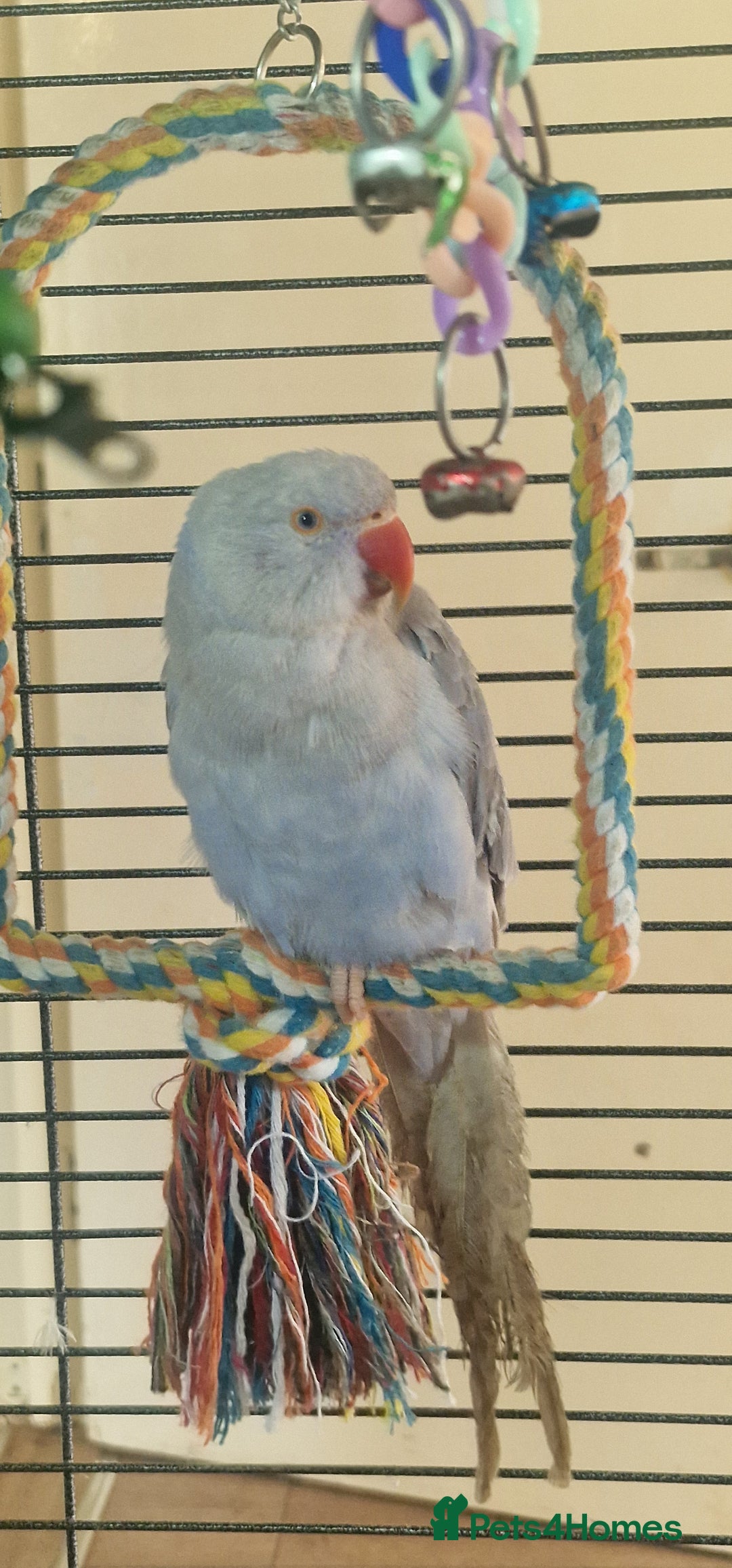 Ringnecks birds for sale: Silly Tame Indian Ringneck 2024 - Advert 1