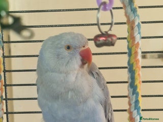 Ringnecks birds Silly Tame Indian Ringneck 2024 - Advert 1