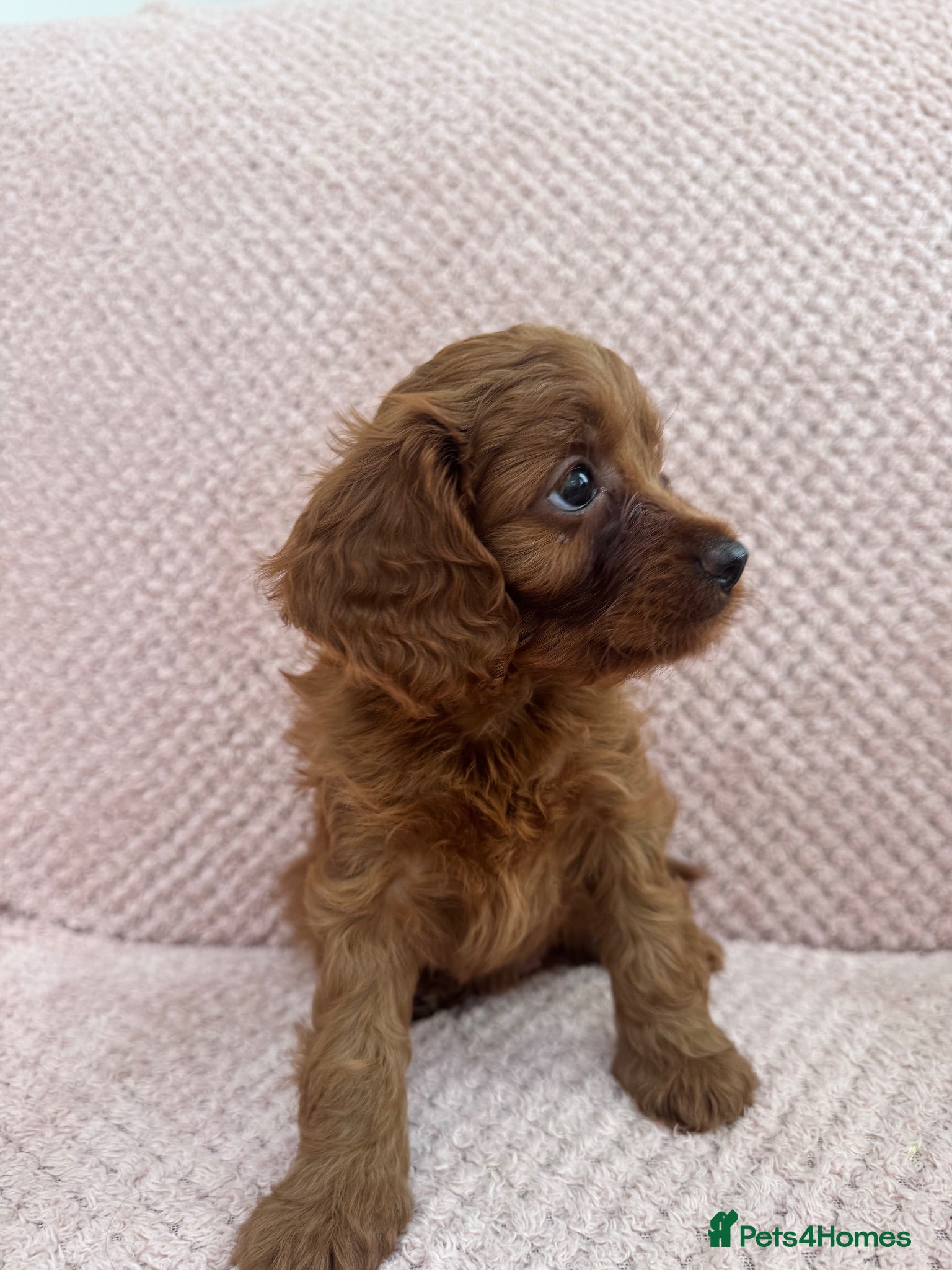 Cavapoo dogs Stunning home bred Cavapoo puppies health tested  - Advert 14