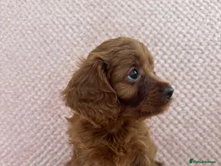 Cavapoo dogs Stunning home bred Cavapoo puppies health tested - Advert 2