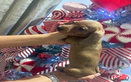 Miniature Dachshund dogs for sale: 2 Beautiful female miniature dachshund - Advert 2