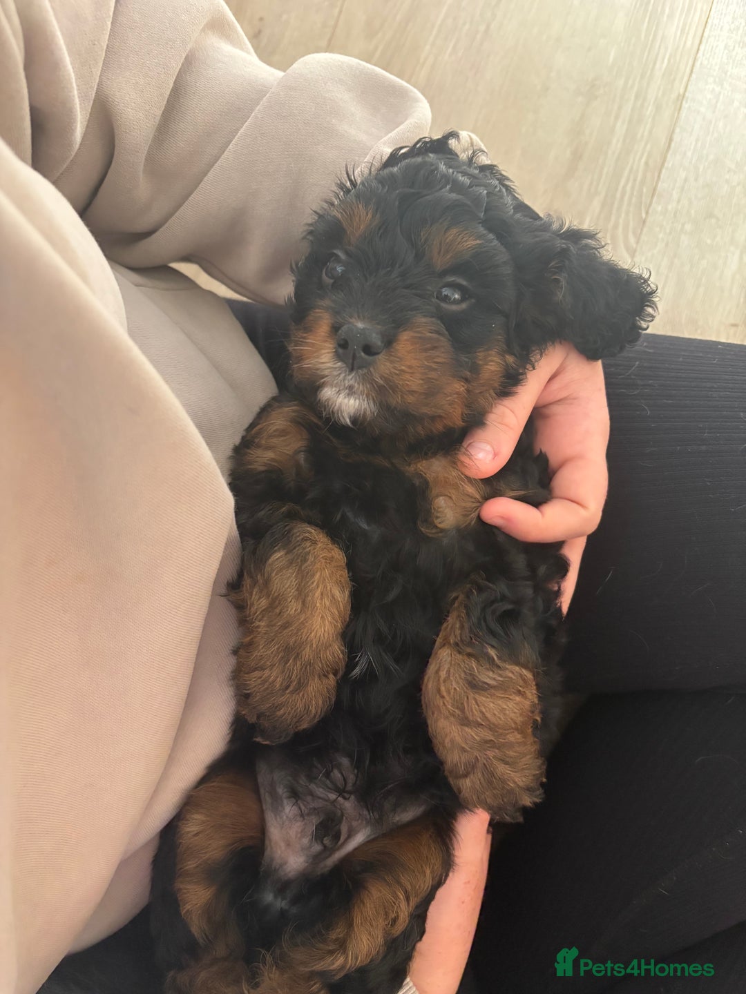 Cavapoo dogs for sale: Outstanding Blk and tan toy cavapoo male left  - Image 33