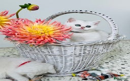 British Shorthair cats for sale: 🩵Silver shaded British short hair kitten 🩵 - Image 2