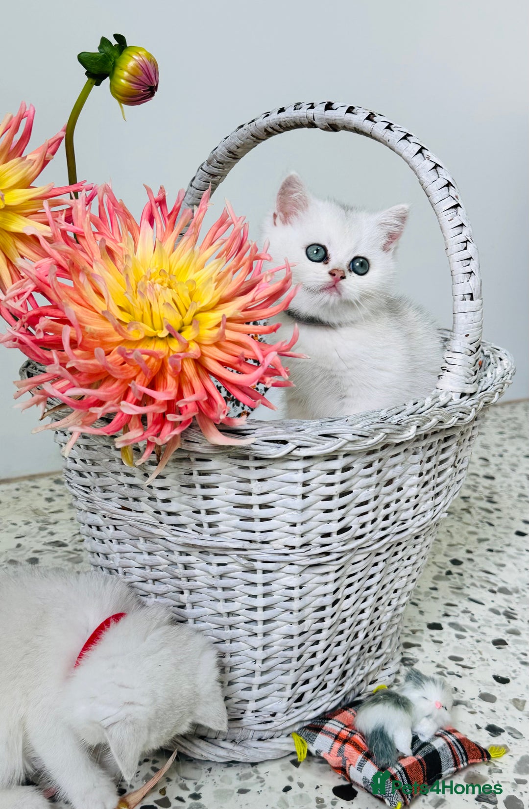British Shorthair cats for sale: 🩵Silver shaded British short hair kitten 🩵 - Image 2