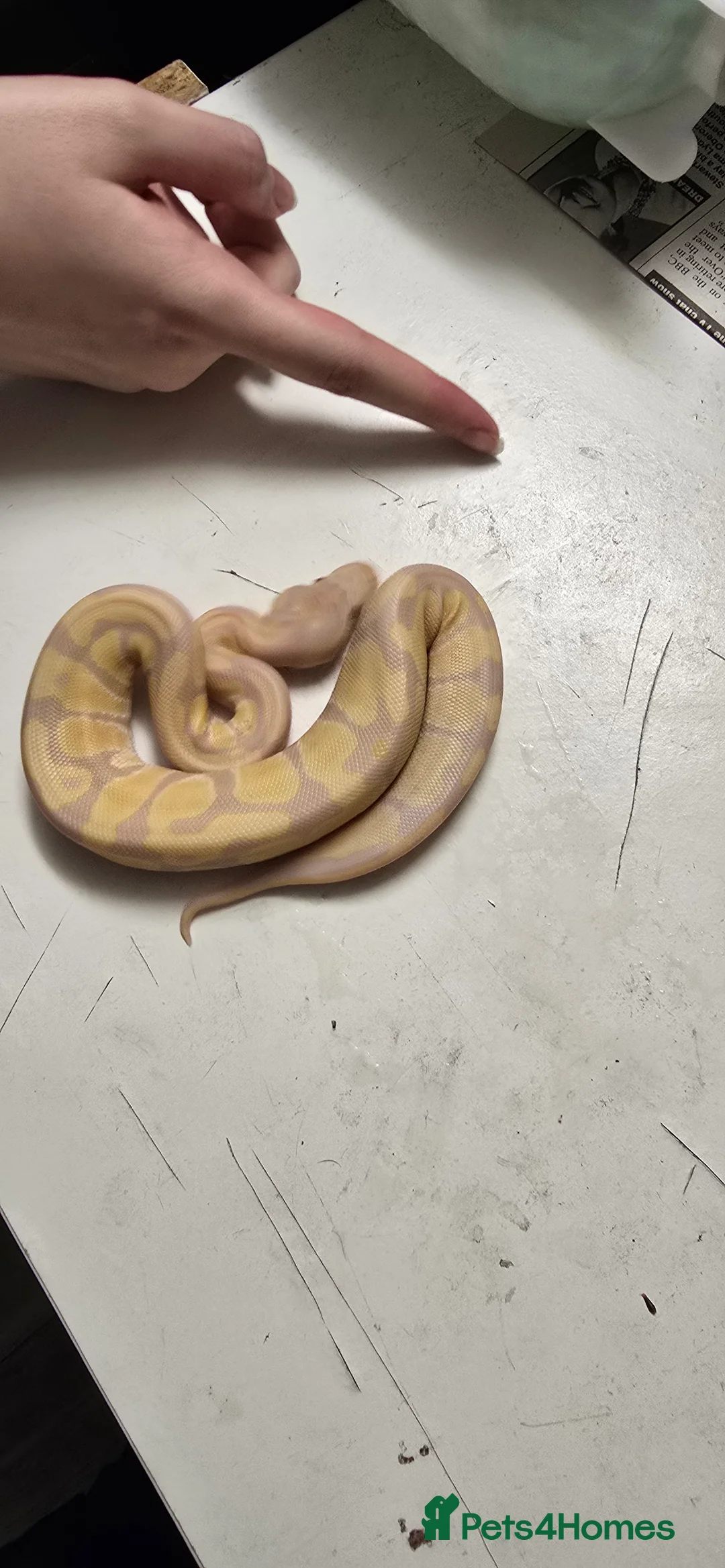 Python Snake reptiles for sale: Various Ball Pythons in Wellingborough - Advert 30