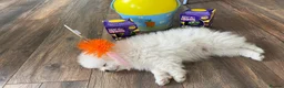 Pomeranian dogs for sale: READY TO MELT YOUR HEART TINYTEDDYBEAR POMERANIAN  - Advert 14