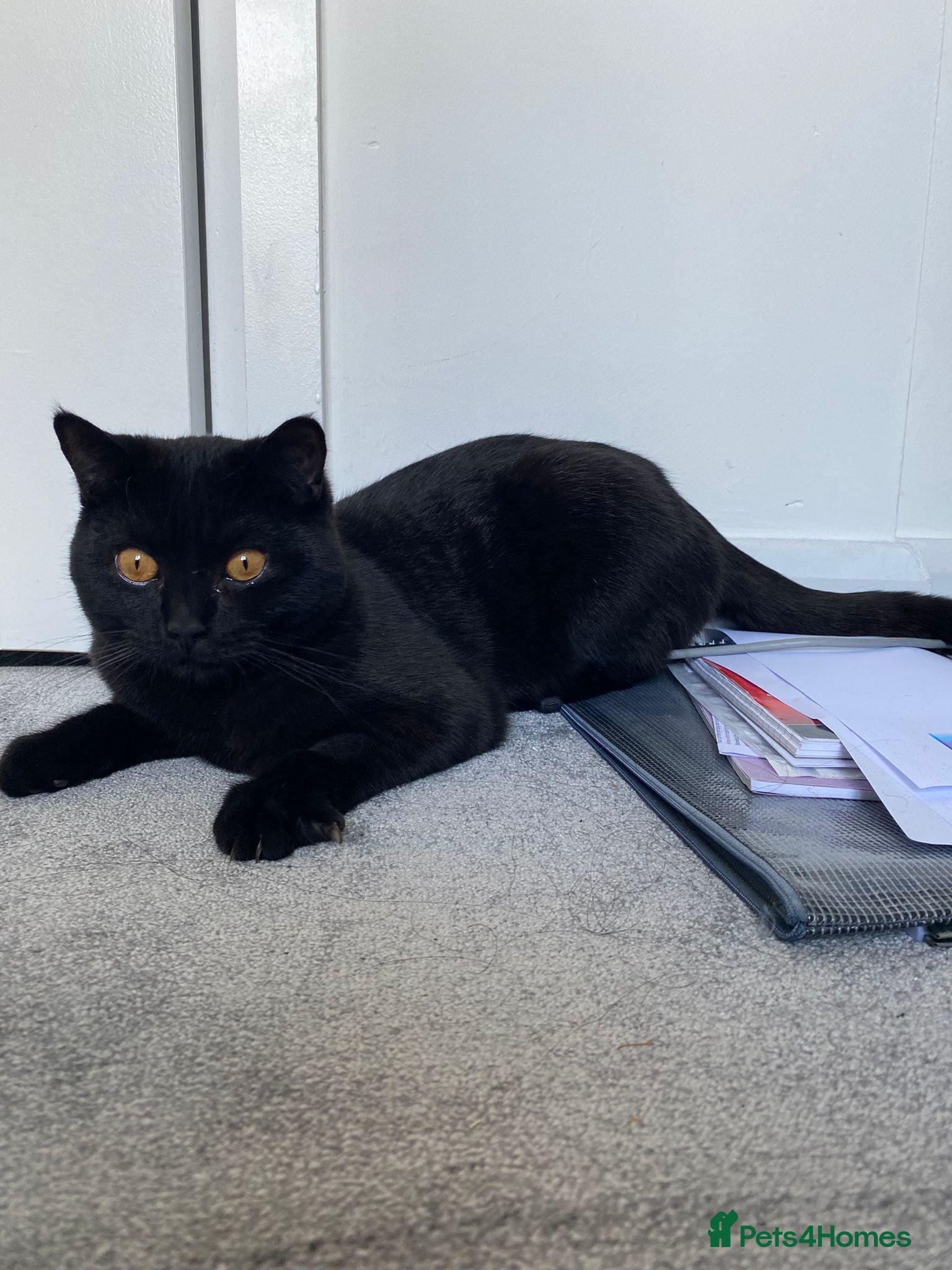 Mixed Breed cats Kitten 9 months old  - Advert 7