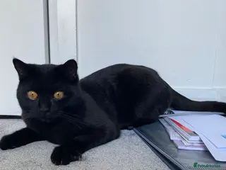 Mixed Breed cats Kitten 9 months old - Advert 7