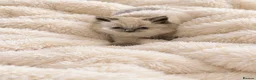 Ragdoll cats for sale: Gorgeous Ragdoll Kittens – Ready To Go!  in Bristol - Advert 10