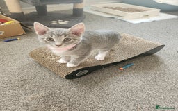 Mixed Breed cats for sale: Kittens  - Image 3