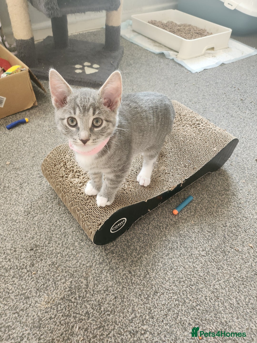 Mixed Breed cats for sale: Kittens  - Image 3