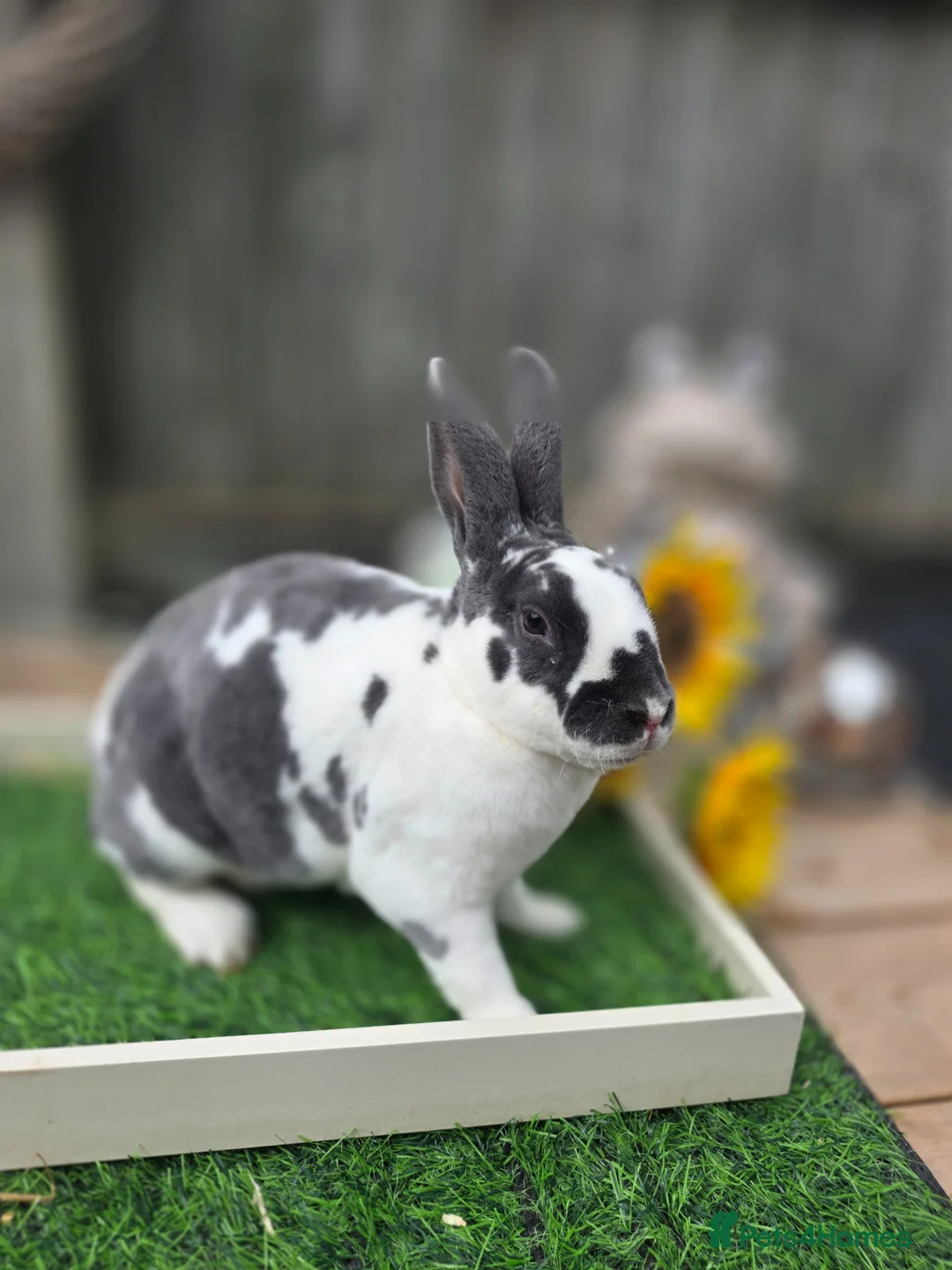 Rex rabbits for sale: 2 Mini Rex Doe's Available  - Advert 4