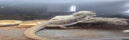 Bearded Dragon reptiles for sale: Bearded Dragon + Full Setup - Advert 2
