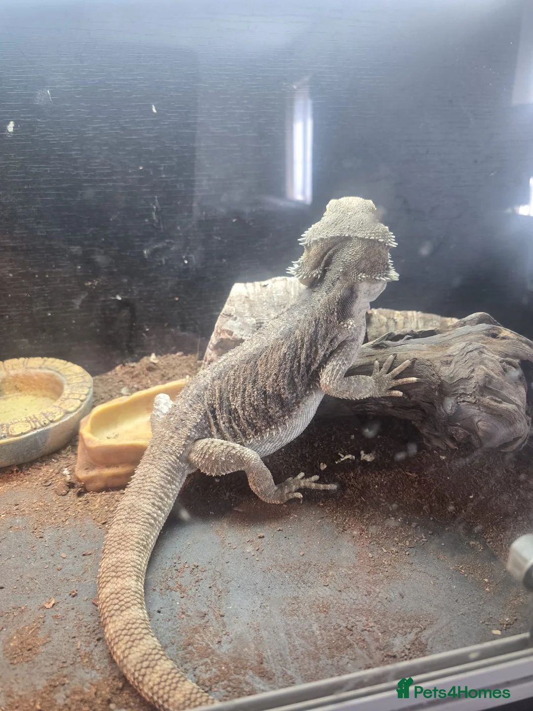 Bearded Dragon reptiles for sale: Bearded Dragon + Full Setup - Advert 2