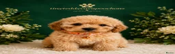 Cavapoochon dogs for sale: Tinyteddycavapoochons Now available  - Advert 7