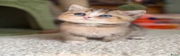 British Longhair cats for sale: British short/longhair odd/blue eyed kittens  - Advert 4