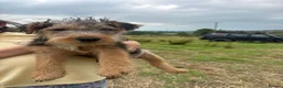 Lakeland Terrier dogs for sale: Lakeland Terrier pups - Advert 4