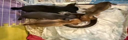 Chihuahua dogs for sale:  Chihuahua Puppies – 2 Boys 2 Girls Ready Soon - Advert 13