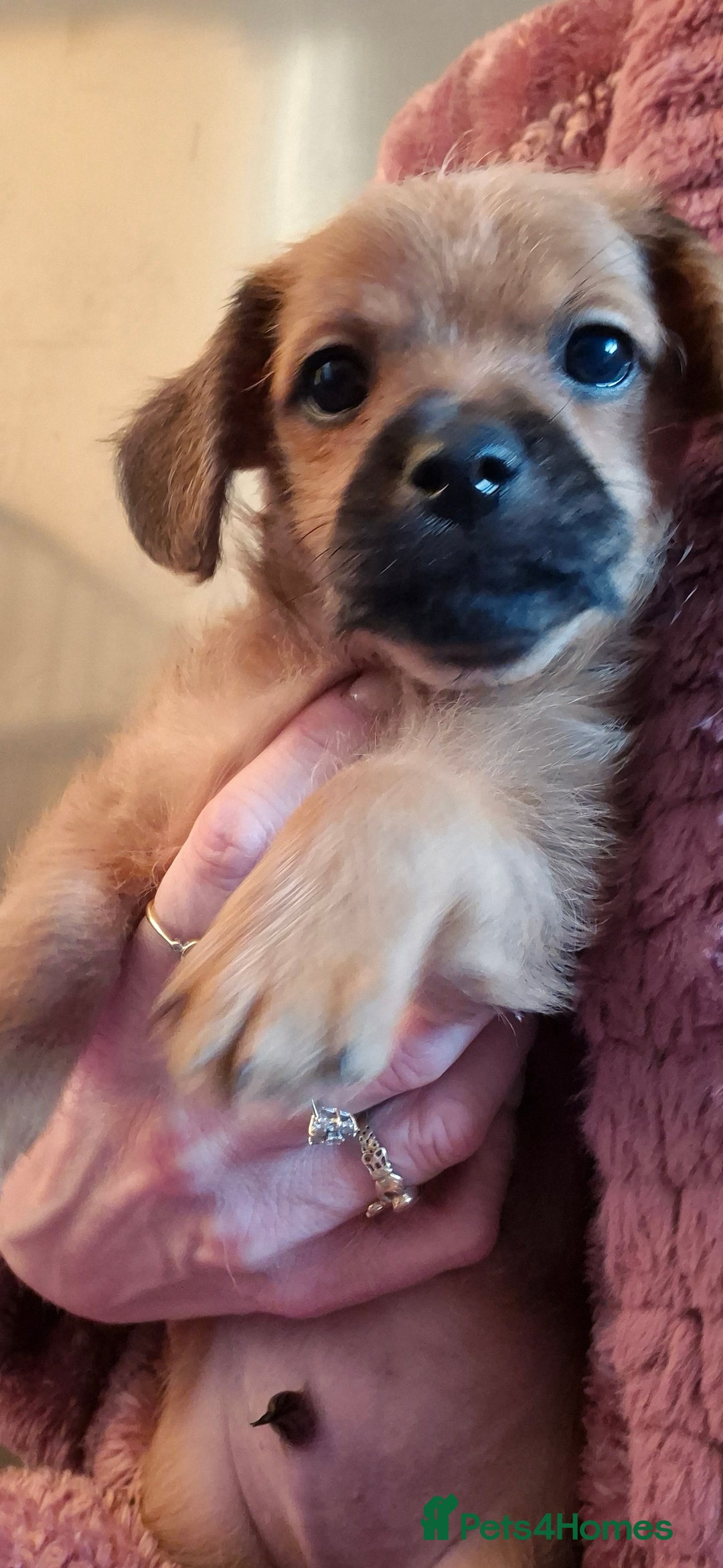 Chipoo dogs for sale: Beautiful chipoo puppys  - Advert 23