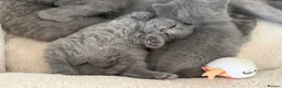 British Shorthair cats for sale: Pure Pedigree Blue BSH Kittens GCCF  - Advert 6