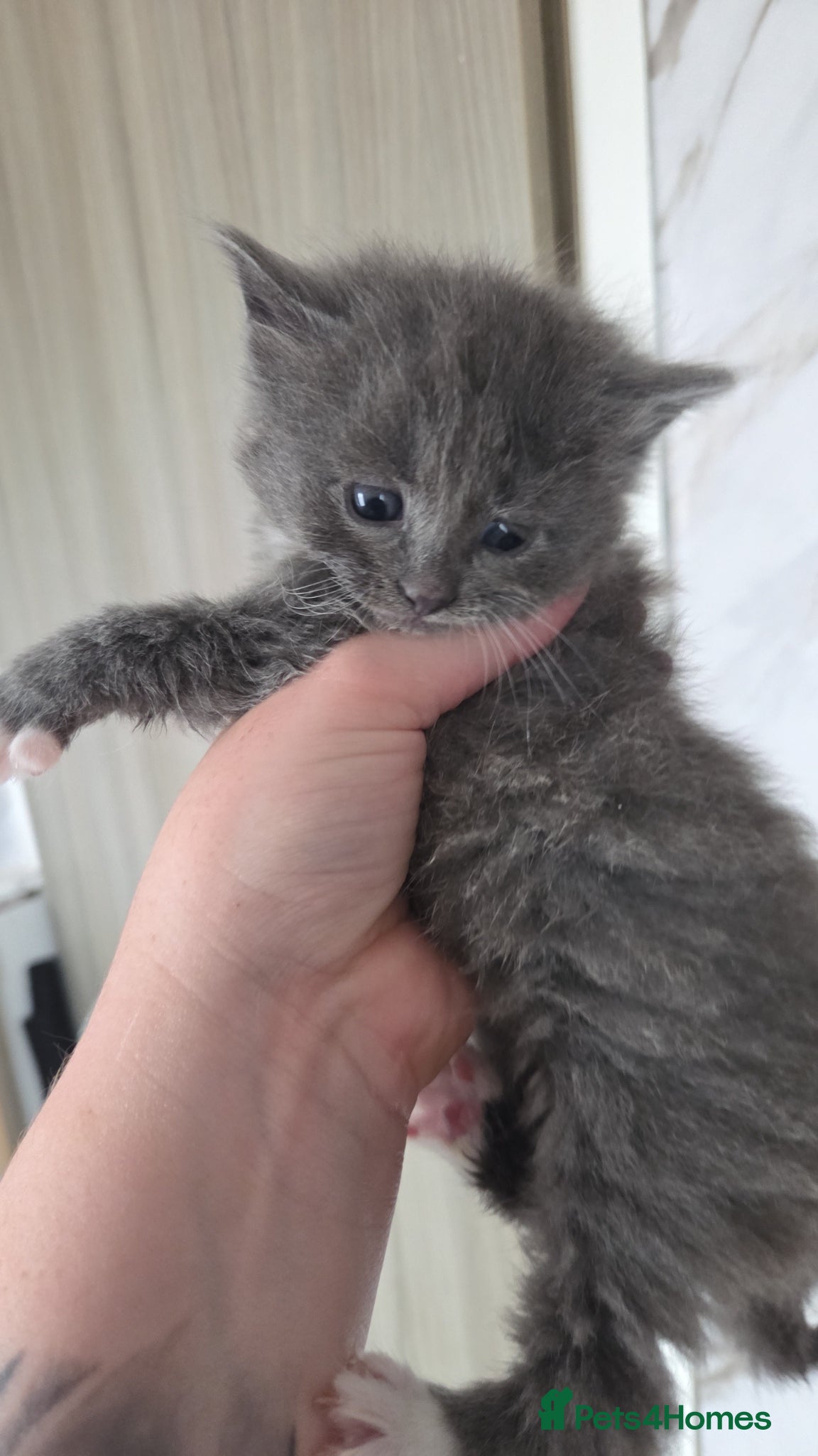 Mixed Breed cats for sale: 4 grey kittens for sale - Advert 18