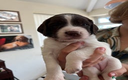 English Springer Spaniel dogs for sale: Beautiful springer spaniel puppies - Image 9