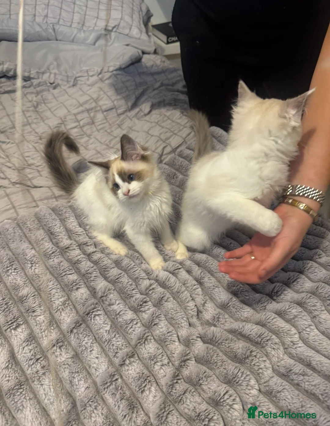 Ragdoll cats for sale: GCCF RAGDOLL KITTENS FOR SALE  in Glasgow - Advert 21