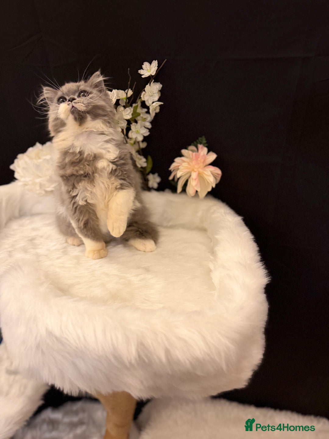 British Shorthair cats for sale: 😽Full Pedigree Registered BSH🌷Trusted Breeder - Advert 26