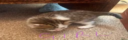 Mixed Breed cats for sale: Beautiful family friendly kittens - Advert 2