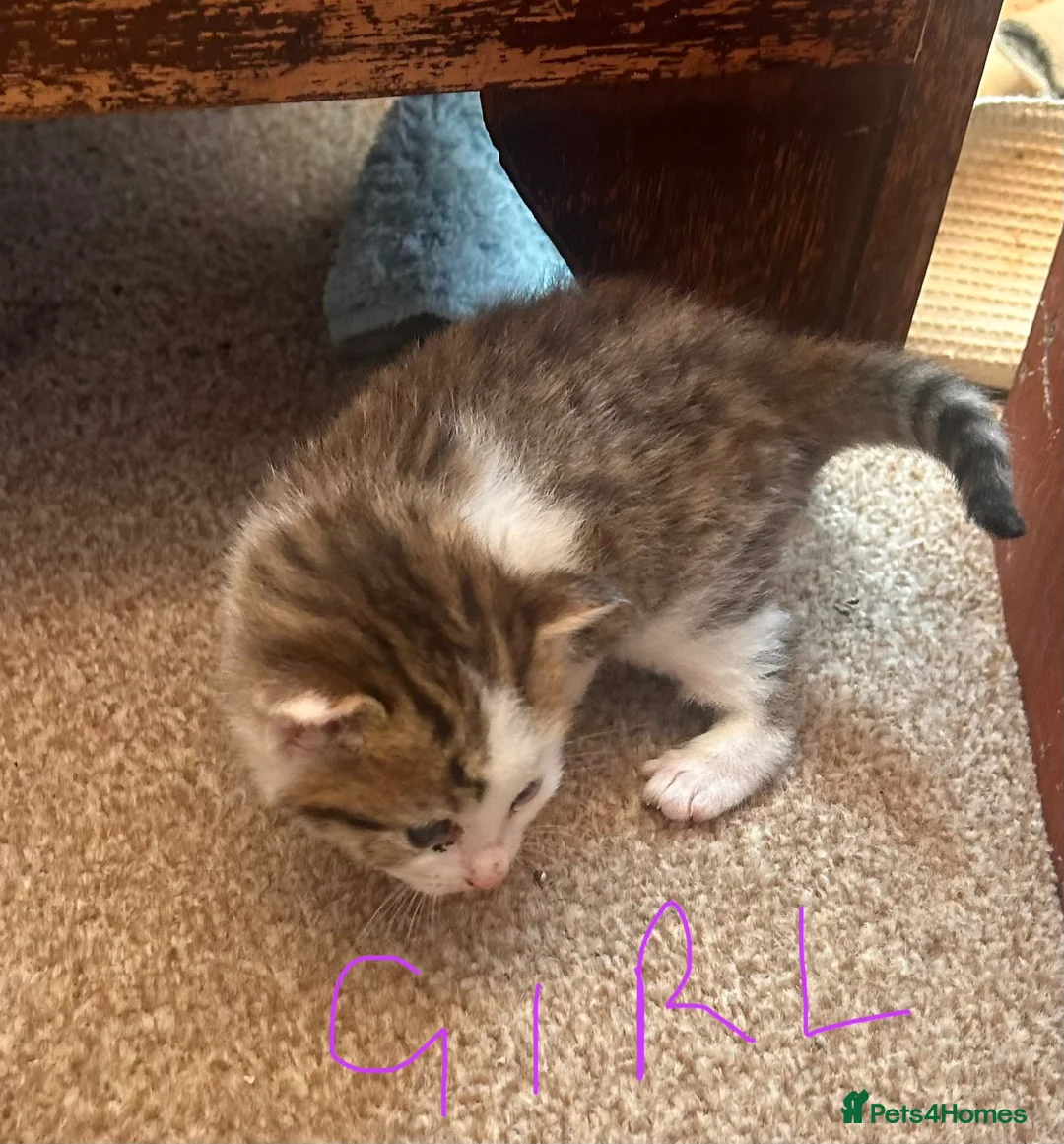 Mixed Breed cats for sale: Beautiful family friendly kittens - Advert 2