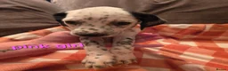 Mixed Breed dogs for sale: Dalmatian x cocker spaniel puppies  - Advert 10