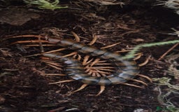 Mixed Breed invertebrates for sale: Tarantulas and centipedes for sale - Image 6