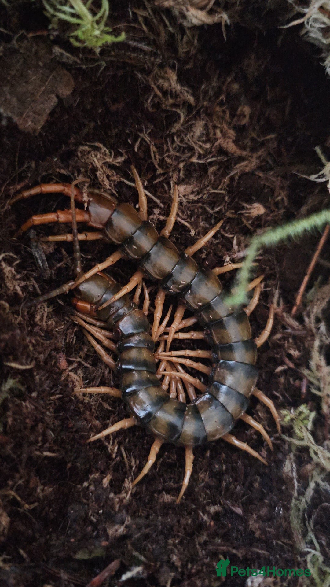Mixed Breed invertebrates for sale: Tarantulas and centipedes for sale - Image 6