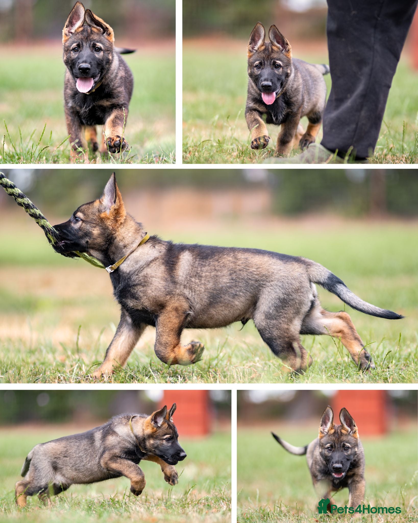 German Shepherd dogs Top working line KC GSD pups  - Advert 2