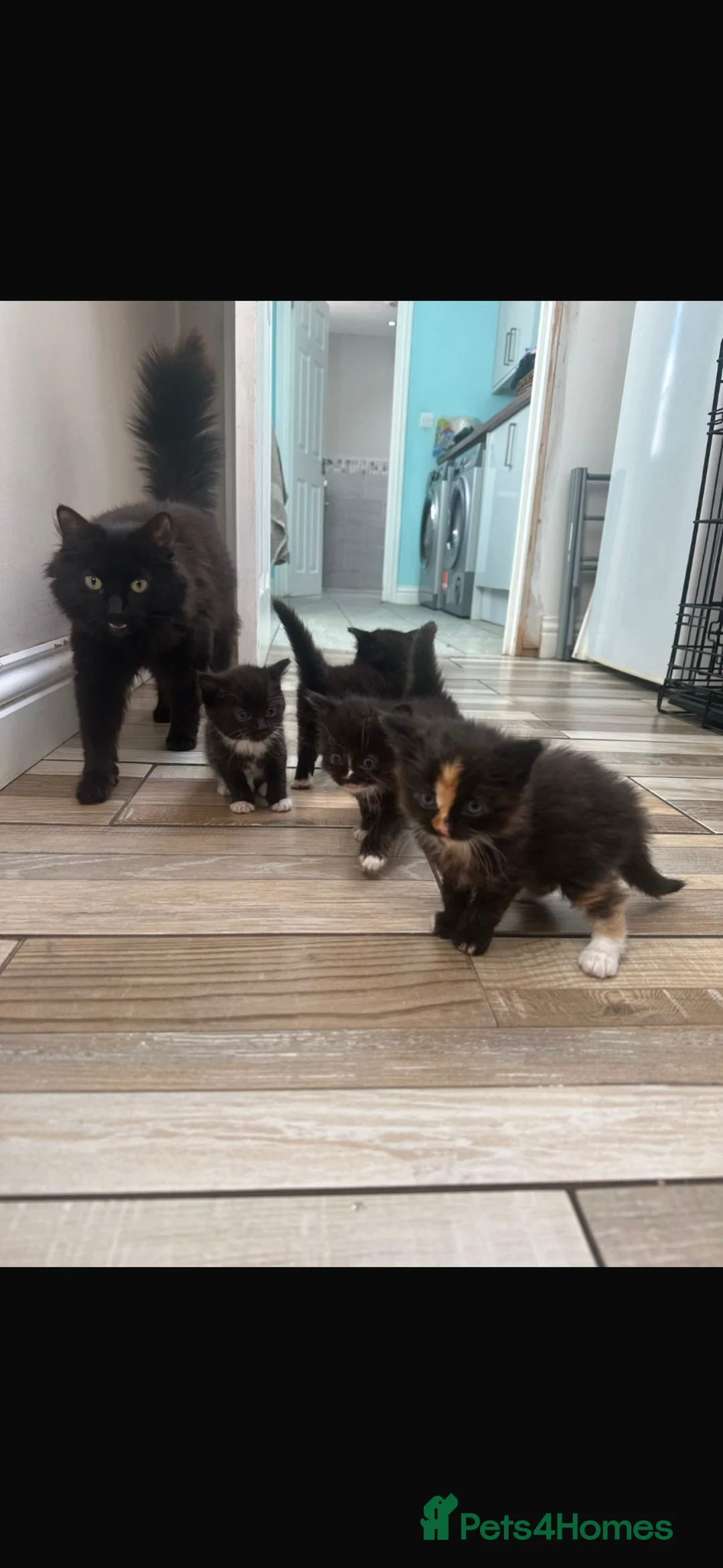 Mixed Breed cats for sale: Fluffiest kitten in Wolverhampton - Advert 2