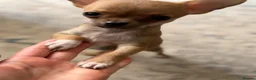 Chihuahua dogs for sale: Chihuahua pups - Advert 9