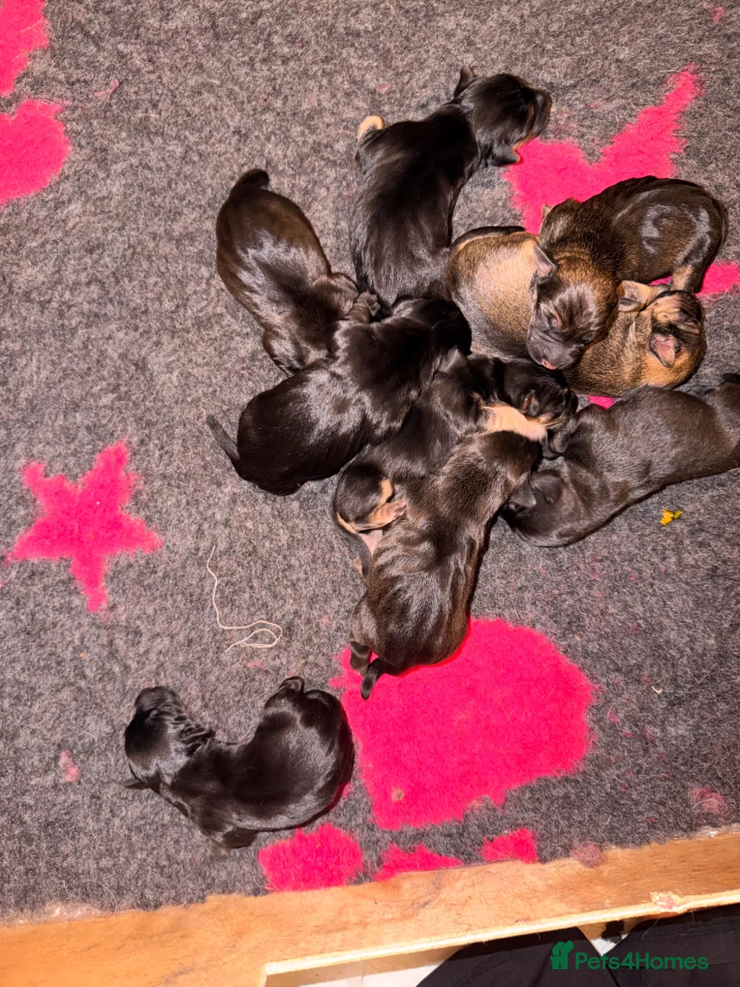 Mixed Breed dogs for sale: Border x Lakeland cross parson russel pups  in Gretna - Advert 6