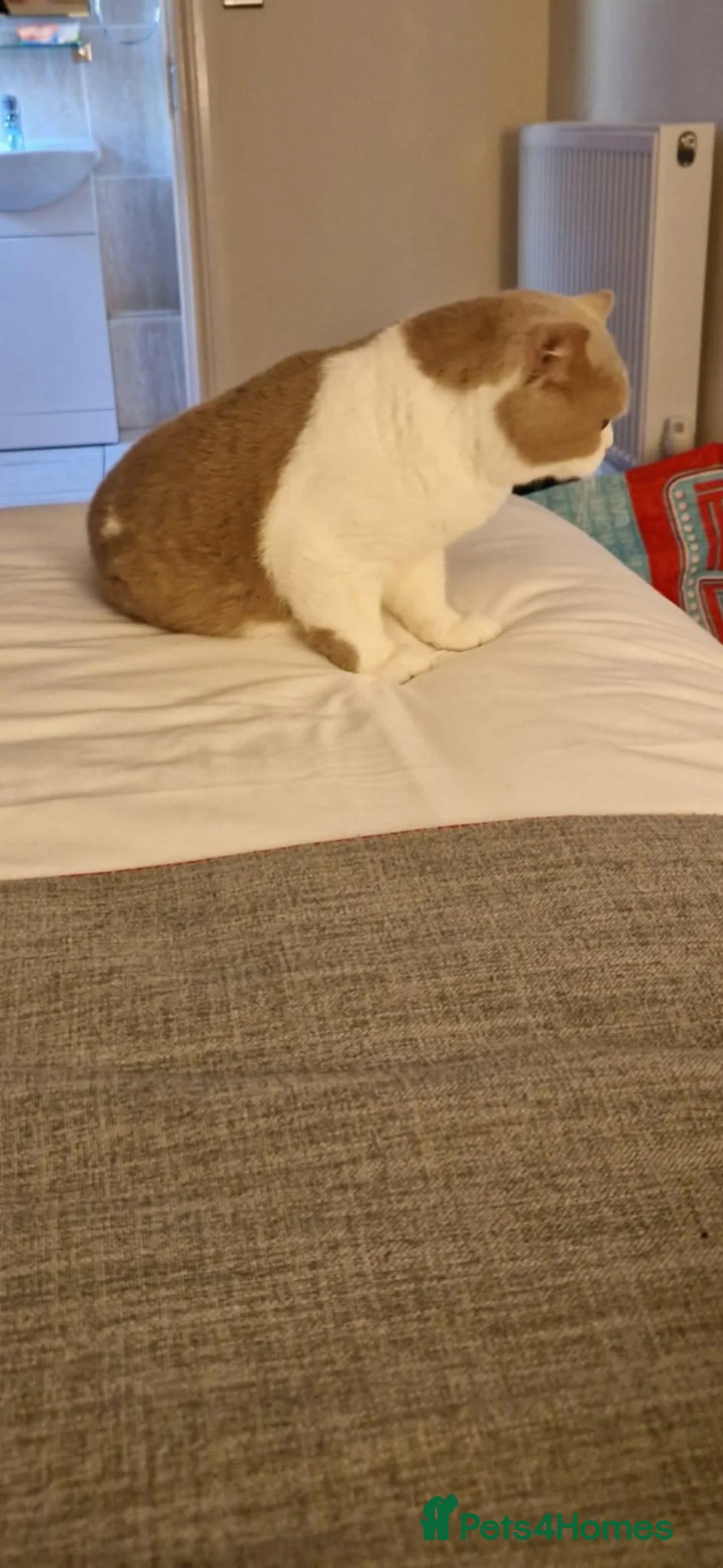 British Shorthair cats for stud: Fawn bi colour British Shorthair  - Advert 5