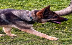 German Shepherd dogs for sale: Superb KC Reg’d German Shepherd - Image 15