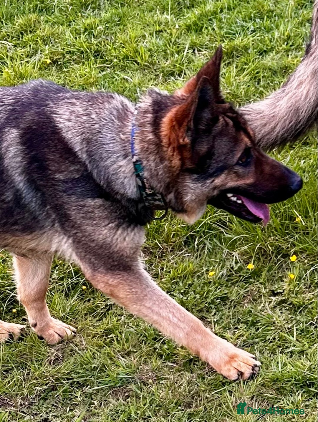 German Shepherd dogs for sale: Superb KC Reg’d German Shepherd - Image 15