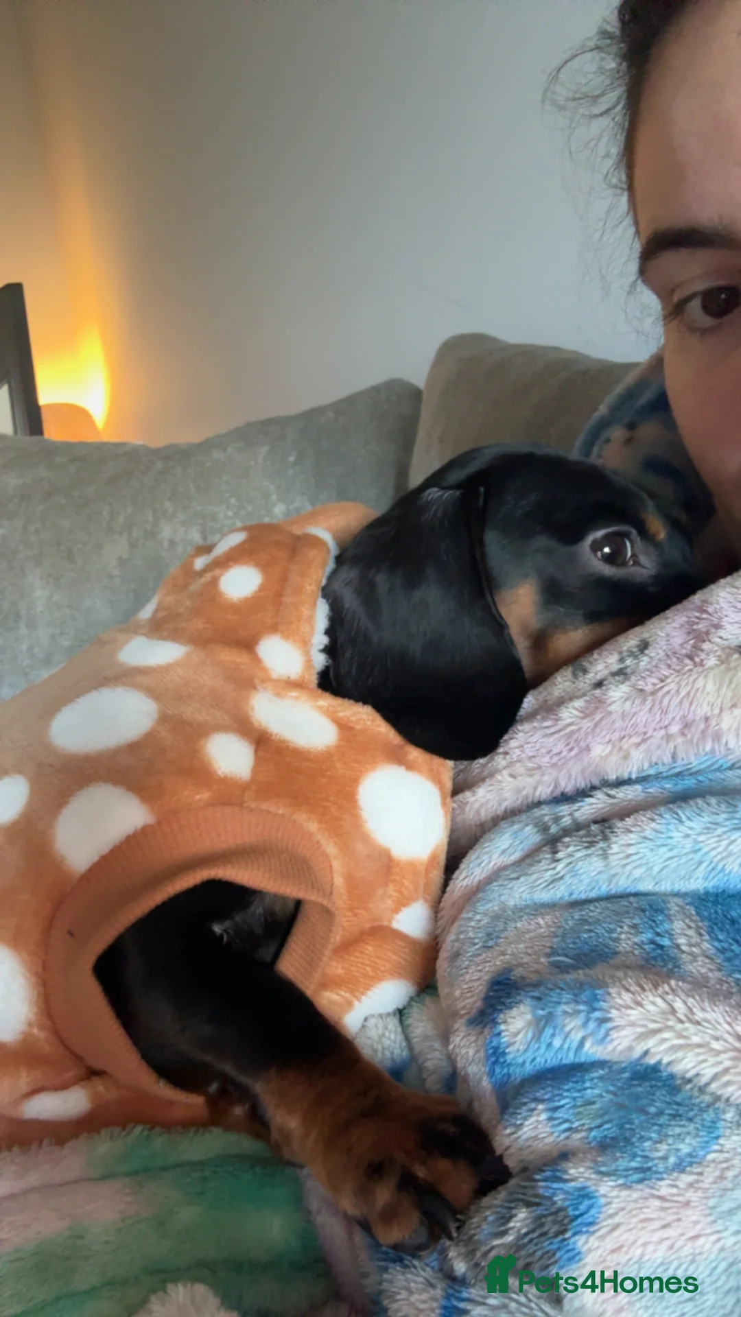 Miniature Dachshund dogs for stud: 🩵Miniature dachshund for stud🩵 in Cheltenham - Advert 2